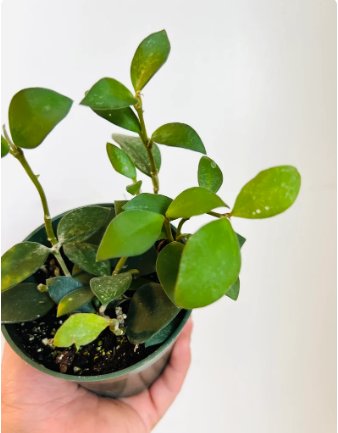 1 Hoya Pubera Rare Hoya Tropical Wax Plant Live Plant in 4&acirc;�� Pot