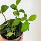 1 Hoya Pubera Rare Hoya Tropical Wax Plant Live Plant in 4” Pot