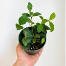 Tropical Wax Plant Live Plant in 4” Pot 2 Hoya Pubera Rare Hoya
