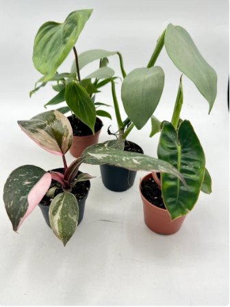 Rare Philodendron Live Plant 2 Philodendron 2"-3" Pot Live Plant