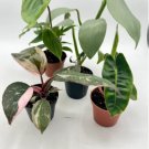 Rare Philodendron Live Plant 2 Philodendron 2"-3" Pot Live Plant