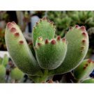 4 Plant Succulent In 2Inch Pot Super Cute Bear Paw (Cotyledon Tomentosa) Succulent