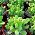 (Cotyledon Tomentosa) Succulent 8 Plant Succulent In 2Inch Pot Super Cute Bear Paw
