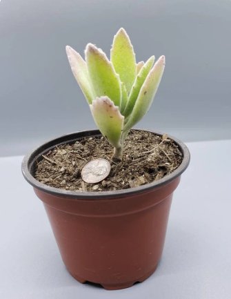 2Pcs Live Plant Kalanchoe Millotii, kalanchoe tomentosa rare plant