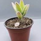 2Pcs Live Plant Kalanchoe Millotii, kalanchoe tomentosa rare plant