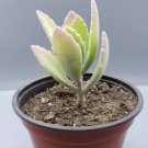 Kalanchoe Tomentosa Rare Plant 4Pcs Live Plant Kalanchoe Millotii