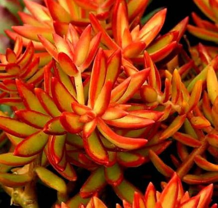 Plant 1Pcs Live Plant Sedum adolphi Firestorm, red plant, beautiful succulents