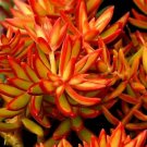 Plant 1Pcs Live Plant Sedum adolphi Firestorm, red plant, beautiful succulents