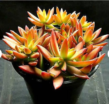 Sedum adolphi Firestorm, red plant, beautiful succulents Plant 2Pcs Live Plant