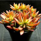 Sedum adolphi Firestorm, red plant, beautiful succulents Plant 2Pcs Live Plant