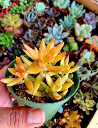 Sedum adolphi Firestorm, red plant, beautiful succulents Plant 4Pcs Live Plant