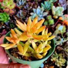 Sedum adolphi Firestorm, red plant, beautiful succulents Plant 4Pcs Live Plant