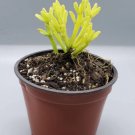 Mistletoe Cactus, Rare cactus, 2 Rhipsalis ewaldiana,Mistletoe succulent