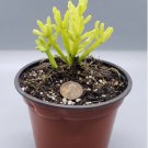Live Plant 4 Rhipsalis ewaldiana,Mistletoe succulent Mistletoe Cactus, Rare cactus,