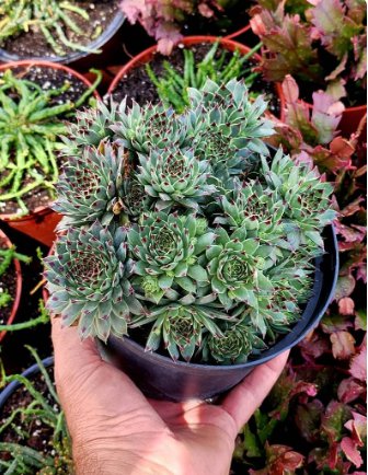 Live Plant 1pcs In 4" Container Sempervivum calcareum (Jordan), sempervivum tectorum, Hens & Chicks