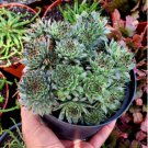 Live Plant 1pcs In 4" Container Sempervivum calcareum (Jordan), sempervivum tectorum, Hens & Chicks