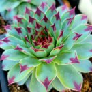 Sempervivum Live Plant calcareum (Jordan), sempervivum tectorum, Hens & Chicks4pcs In 4" Container