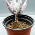 1Pcs Live Plant Cotyledon Orbiculata happy young lady Lady Fingers Sedum Crassula Orbiculata