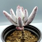 Cotyledon Orbiculata happy young lady Lady 2Pcs Live Plant Fingers Sedum Crassula Orbiculata