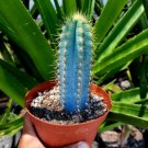 1Pcs 6" in Pot Live Plant Brazilian Blue Cactus, The Blue Torch Cactus, Pilosocereus Azureus Rare