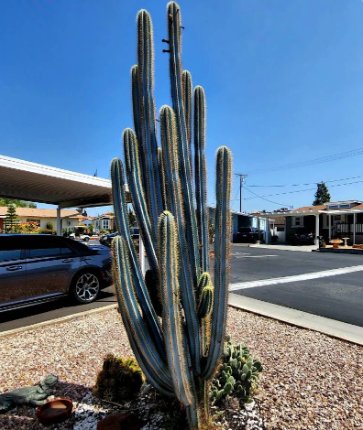 Brazilian Blue Cactus, The Blue Torch Cactus, Pilosocereus Azureus Rare 2Pcs 6" in Pot Live Plant