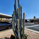Brazilian Blue Cactus, The Blue Torch Cactus, Pilosocereus Azureus Rare 2Pcs 6" in Pot Live Plant