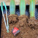 Pilosocereus Azureus Rare 4Pcs 6" in Pot Live Plant Brazilian Blue Cactus, The Blue Torch Cactus