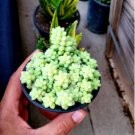 2pcs Cola de Burro, donkey tail rare, succulent Live Hanging Plant Sedum morganianum ‘Burrito’