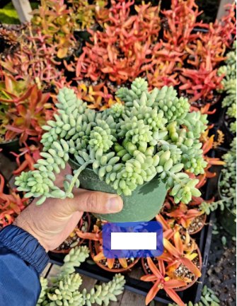 Succulent Live Hanging Plant Sedum Morganianum &acirc;��Burrito&acirc;�� 4pcs Cola de Burro, donkey tail rare