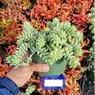 Succulent Live Hanging Plant Sedum Morganianum ‘Burrito’ 4pcs Cola de Burro, donkey tail rare