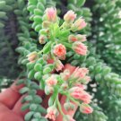 Succulent Live Hanging Plant Sedum Morganianum ‘Burrito’ 6pcs Cola de Burro, donkey tail rare
