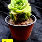 1Pcs Aeonium Lyli Pad Rosettes, rare succulent, green rose succulent Verde Exotic