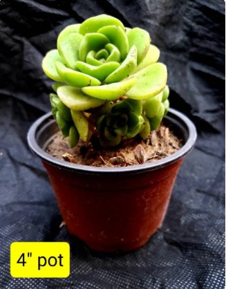 Succulent Verde Exotic 4Pcs Aeonium Lyli Pad Rosettes Rare succulent, Green Rose