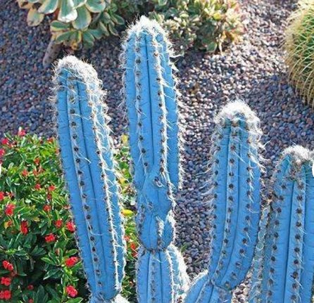 1Pcs Succulent Brazilian Blue Cactus, The Blue Torch Cactus, Pilosocereus Azureus. Rare Pachycladus