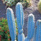 1Pcs Succulent Brazilian Blue Cactus, The Blue Torch Cactus, Pilosocereus Azureus. Rare Pachycladus