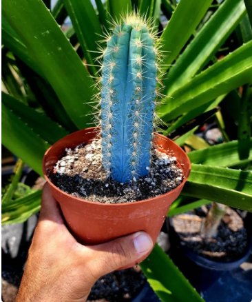 The Blue Torch Cactus 6"pot, Pilosocereus Azureus Rare Pachycladus 4Pcs Brazilian Blue Cactus