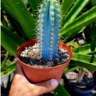 The Blue Torch Cactus 6"pot, Pilosocereus Azureus Rare Pachycladus 4Pcs Brazilian Blue Cactus