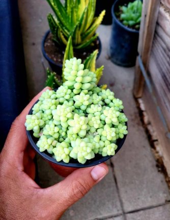 2Pcs Plant 4" Pot Cola de Burro, donkey tail rare, succulent Hanging Sedum morganianum &acirc;��Burrito&acirc;��