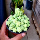 2Pcs Plant 4" Pot Cola de Burro, donkey tail rare, succulent Hanging Sedum morganianum ‘Burrito’