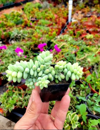 Donkey tail rare, Succulent Hanging Sedum morganianum &acirc;��Burrito&acirc;�� 4Pcs Plant 4" Pot Cola de Burro