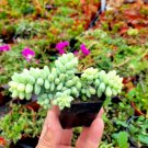 Donkey tail rare, Succulent Hanging Sedum morganianum ‘Burrito’ 4Pcs Plant 4" Pot Cola de Burro