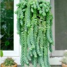 Sedum morganianum ‘Burrito’ 8Pcs Plant 4" Pot Donkey tail rare, Succulent Hanging Cola de Burro
