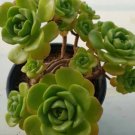 1Pcs Aeonium Lyli Pad Rosettes, Rare Succulent, Green Rose Suculenta Verde Green Rose