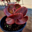 Live Plant 1Pcs Echeveria, The Rose: A ruffled  Echeveria of rosewood pink Silvery Sheen Red