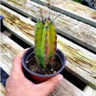 3Pcs Rare Cactus, Rare Succulent Live Plant Polaskia Chichipe