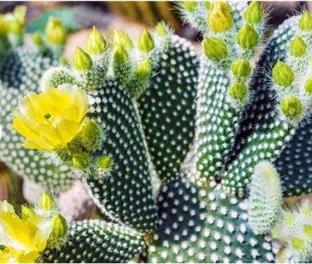 1Pcs Live Plant Opuntia Microdasys cactus, bunny ears cactus, fuzzy cactus