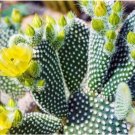 1Pcs Live Plant Opuntia Microdasys cactus, bunny ears cactus, fuzzy cactus