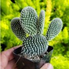 Microdasys cactus, bunny ears cactus, fuzzy cactus 2Pcs Live Plant Opuntia