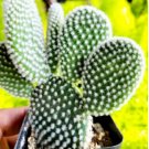 Microdasys cactus, bunny ears cactus, fuzzy cactus 4Pcs Live Plant Opuntia