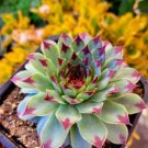 1Pcs Sempervivum calcareum (Jordan), sempervivum tectorum, Hens & Chicks, beautiful purple